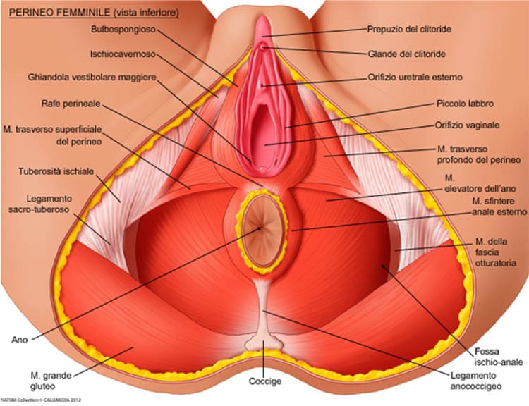 anatomia del pavimento pelvico femminile