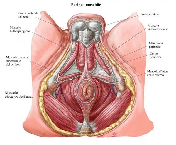 anatomia del pavimento pelvico maschile