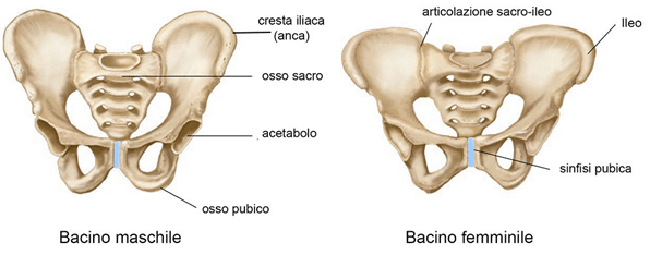 bacino maschile e bacino femminile