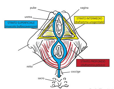 muscoli del diaframma